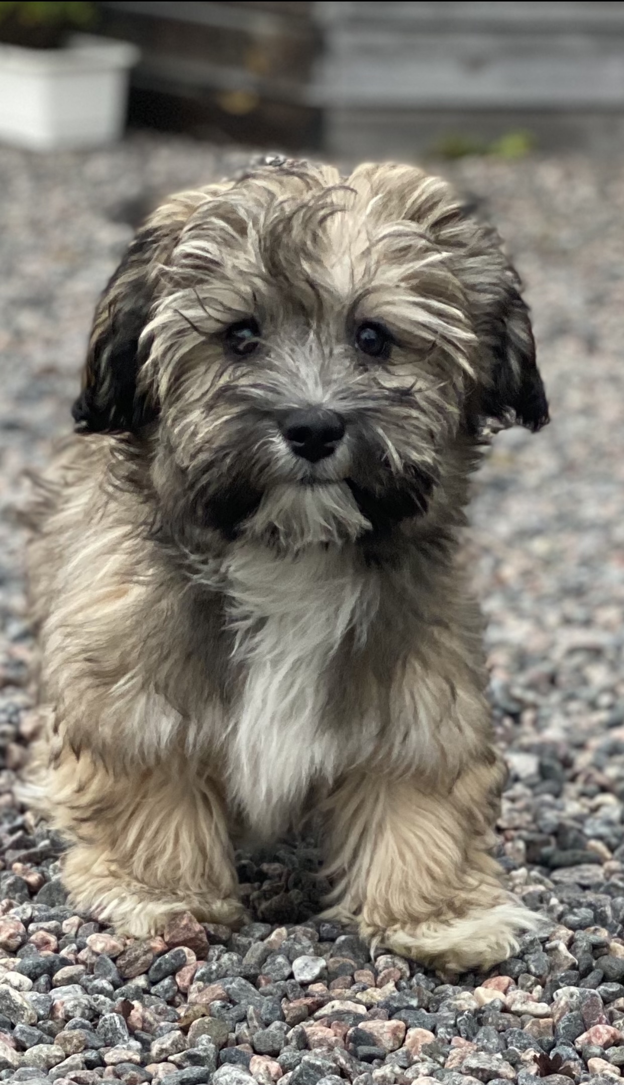 hund-sanza